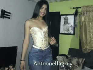 Antoonellagrey