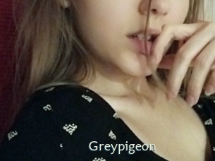 Greypigeon